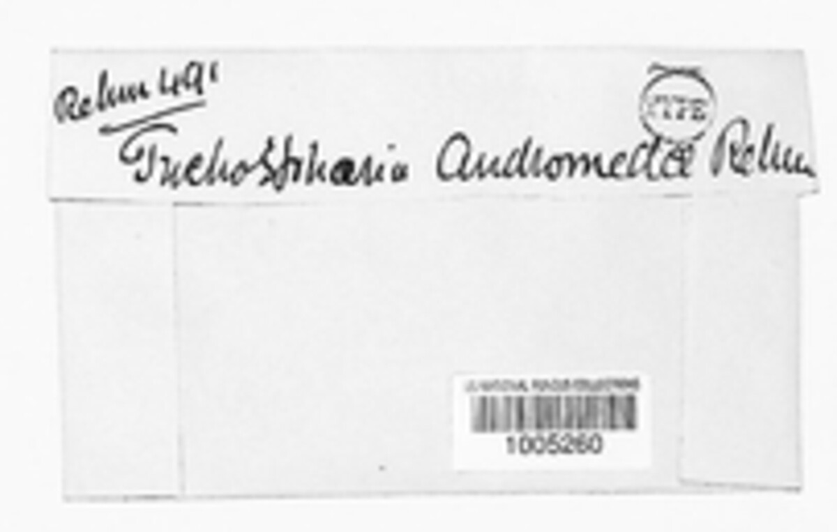 Trichosphaeria andromedae image